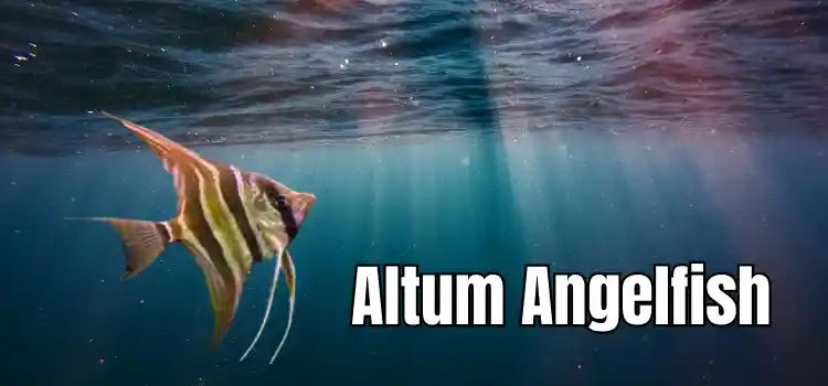 Altum Angelfish