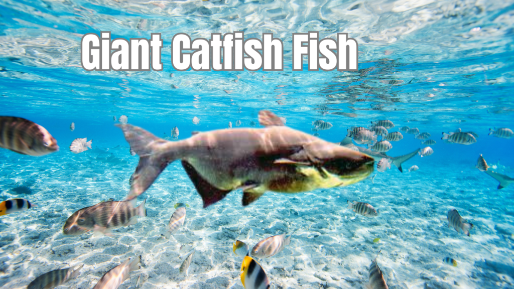 Giant Catfish fish