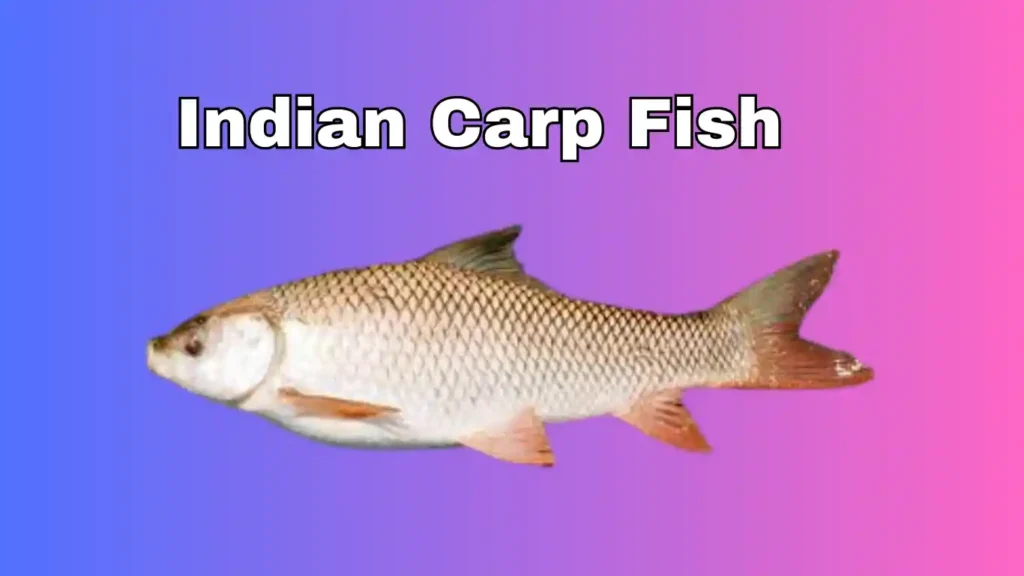 Indian Carp Fish