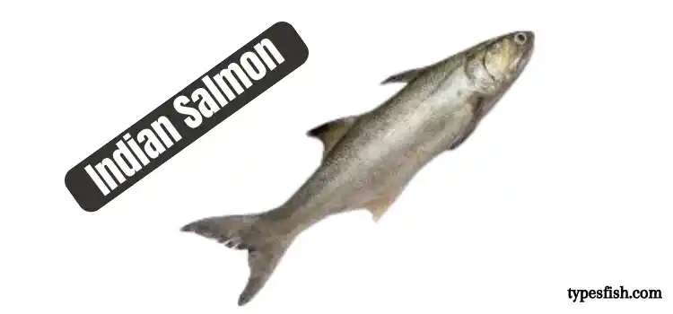 Indian Salmon Fish