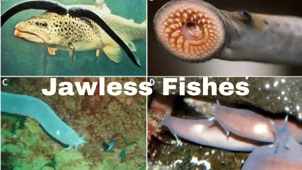 Types of Fishes in Sea: A Splash of Aquatic Wonder