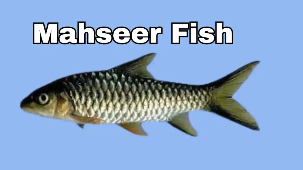 Mahseer Fish