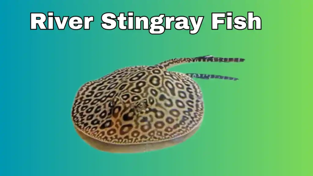 River Stingray Fish