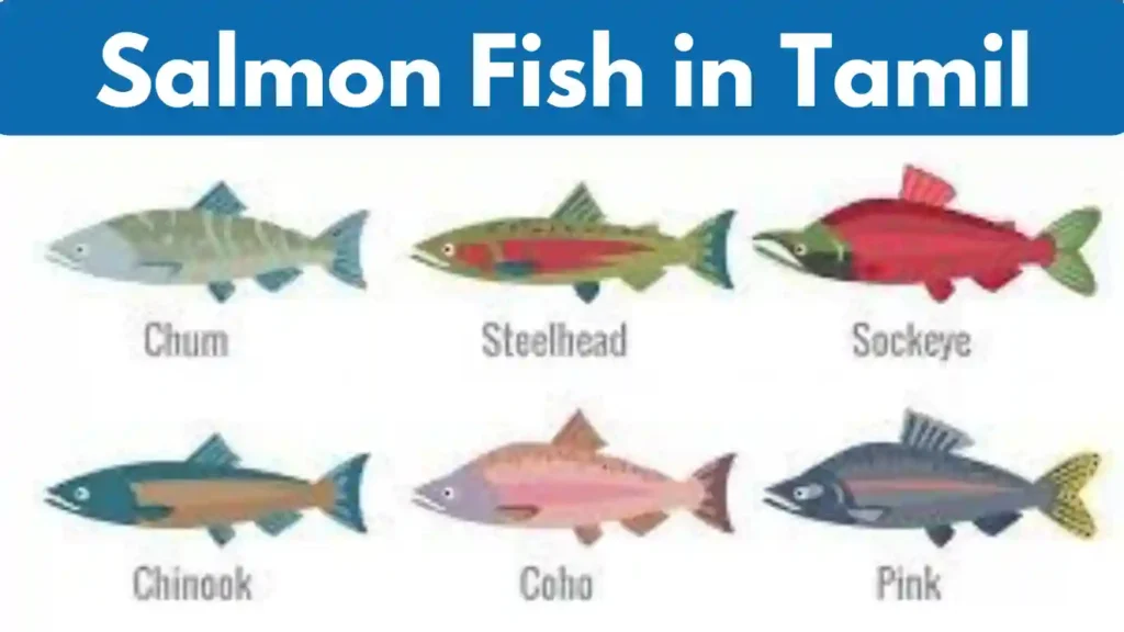 Salmon Fish in Tamil Types of Fish (1)