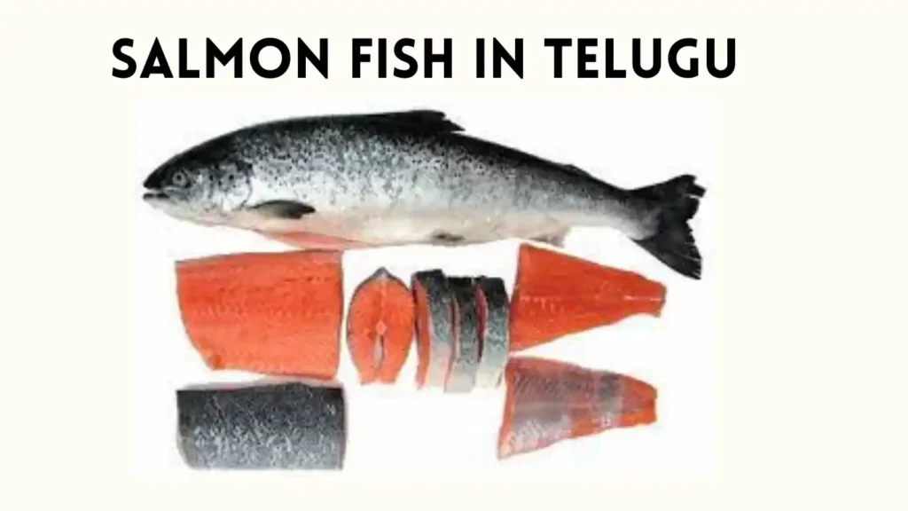 Salmon Fish in Telugui-typesfish.com