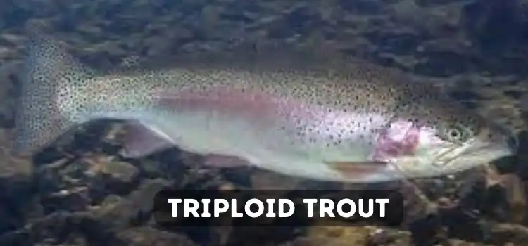 Triploid Trout