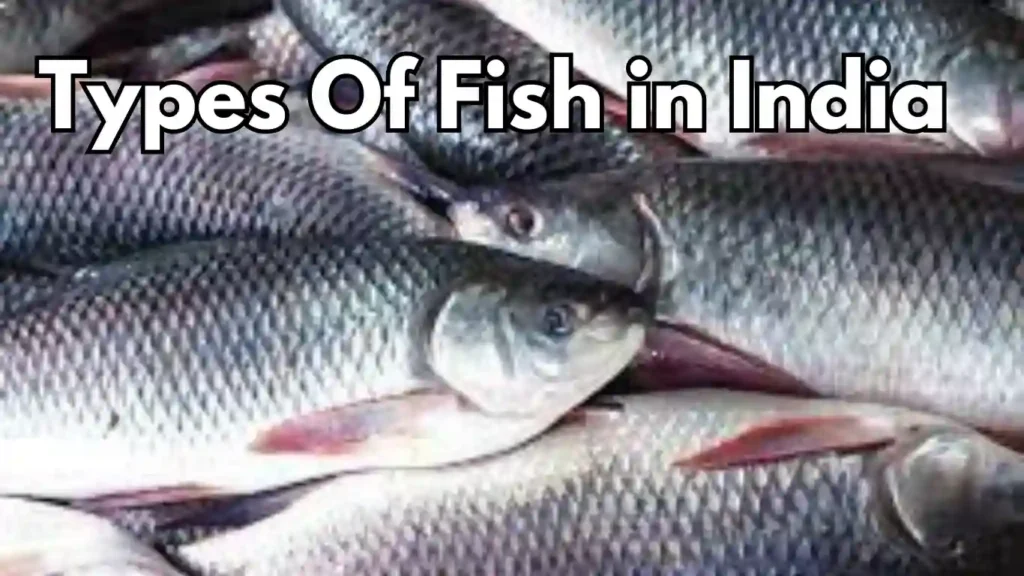 Types Of Fish In India Types Of Fish 1024x576.webp