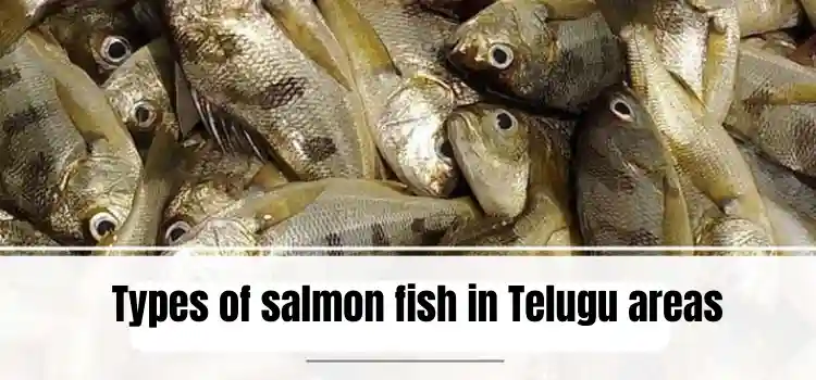 Types of salmon fish in Telugu areas