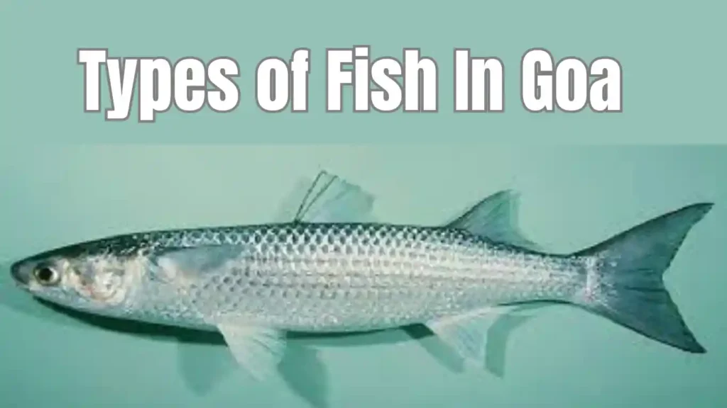 types of fish in Goa