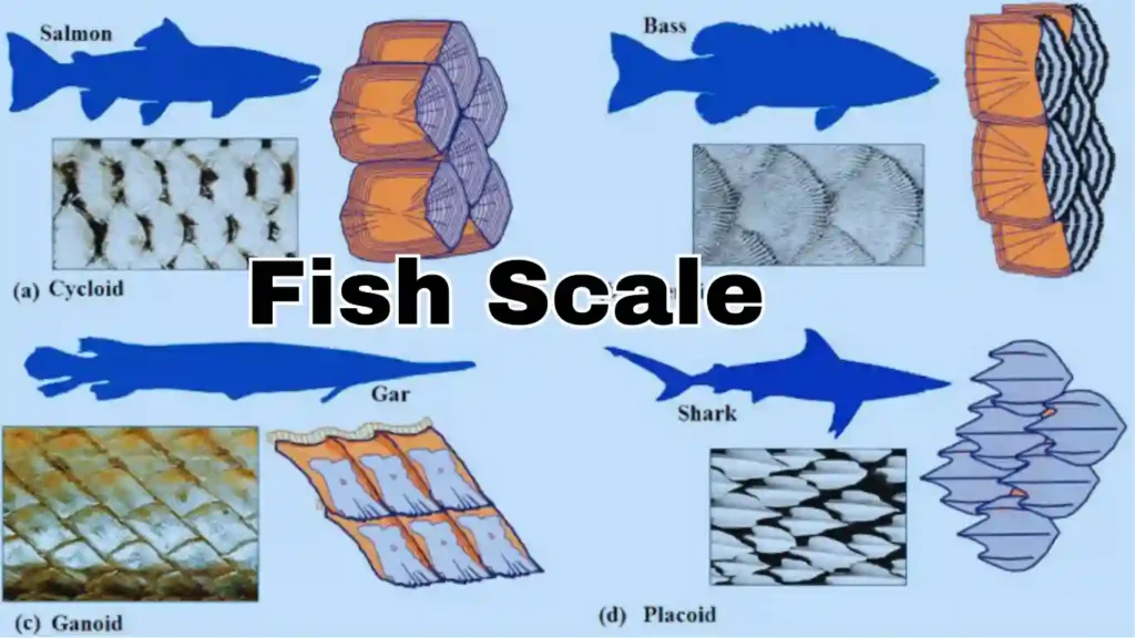 Types of Scales in Fishes All You Need to Know